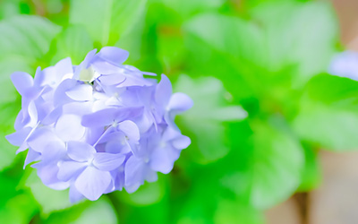 散骨のこと<br>散骨に関する法律／条例について