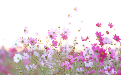 粉骨のこと<br>納骨に便利な粉骨サービス