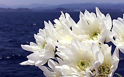 Ｑ＆Ａ　よくある質問<br>散骨（散骨代行）について